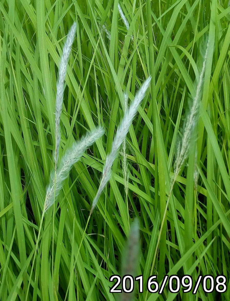 黃綠色白茅、yellow green Imperata cylindrica,  blady grass, cogon grass, kunai grass